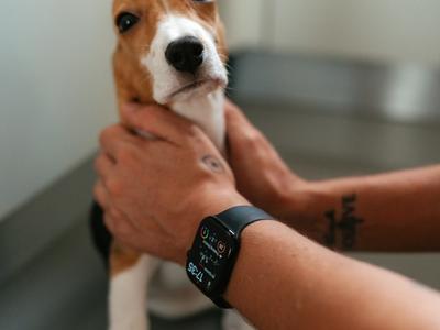 dog microchip