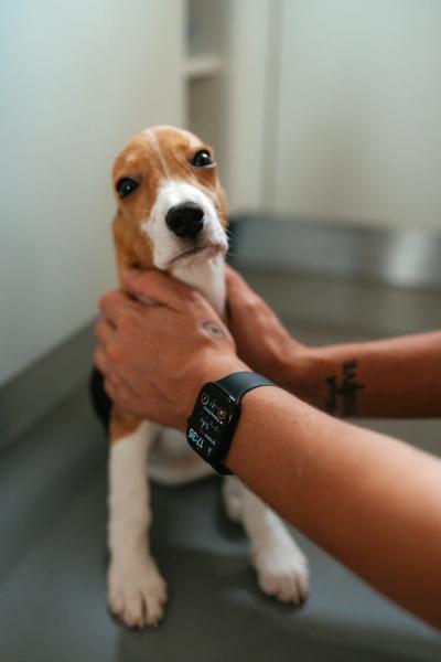dog microchip