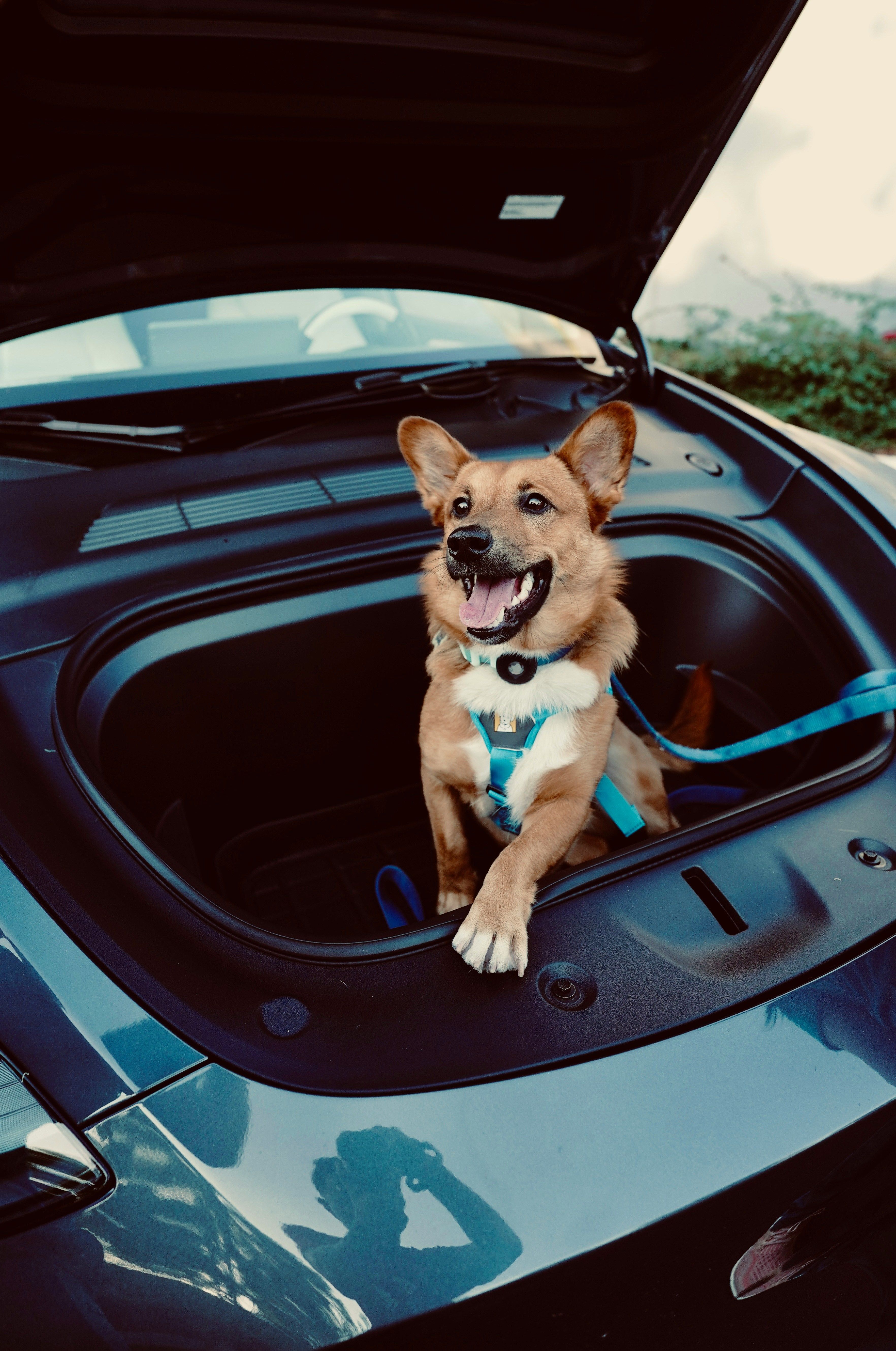dog in the boot