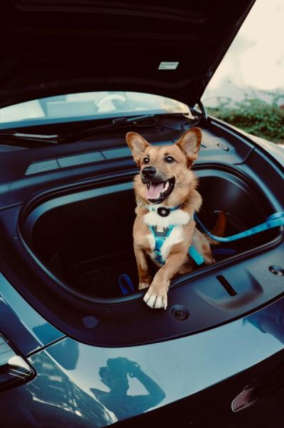 dog in the boot
