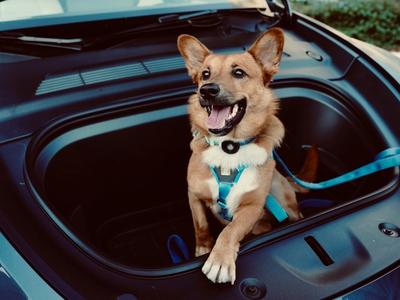 dog in the boot