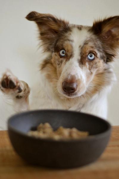 dog food