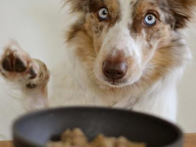dog food