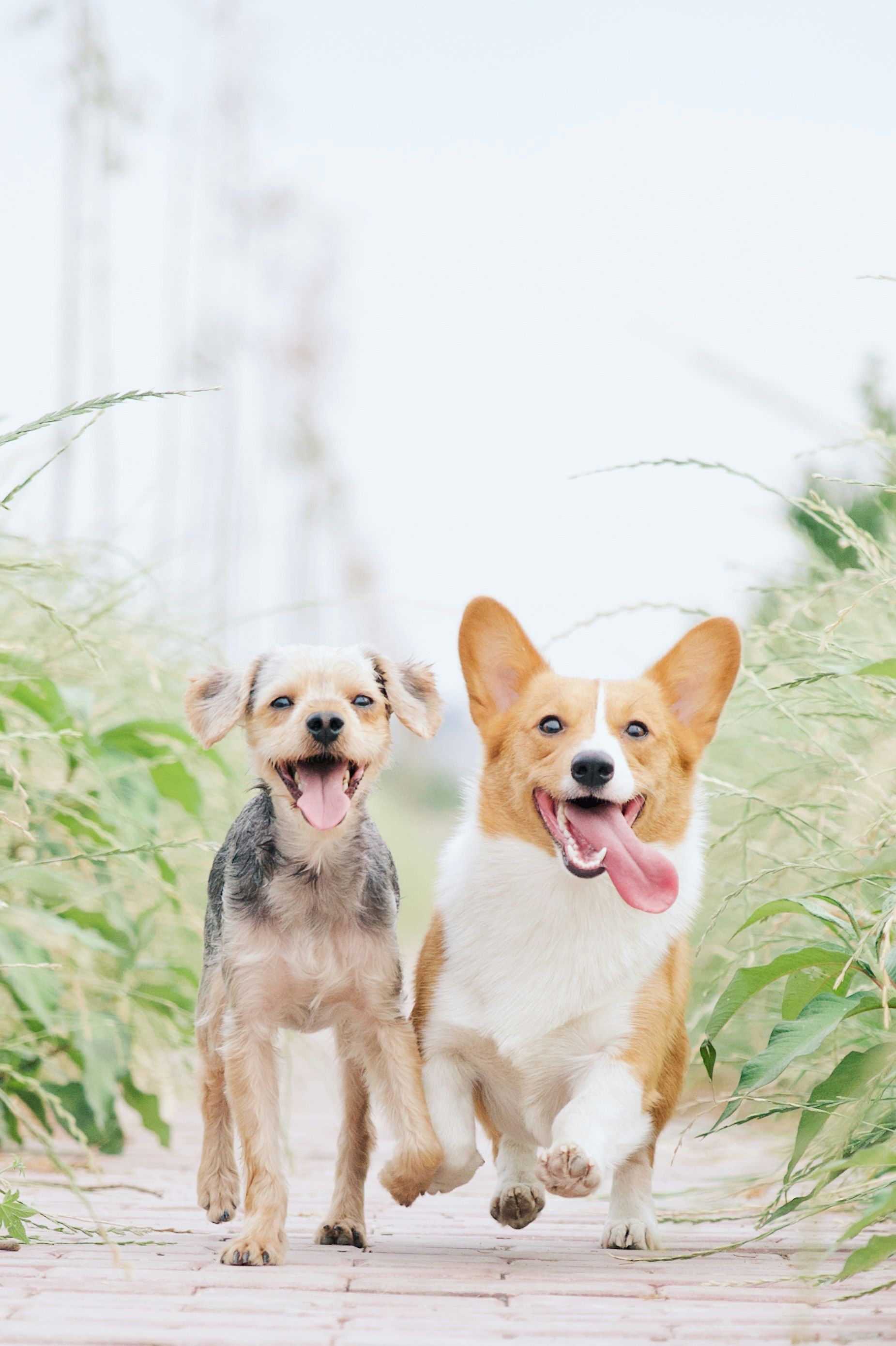 Dog walking