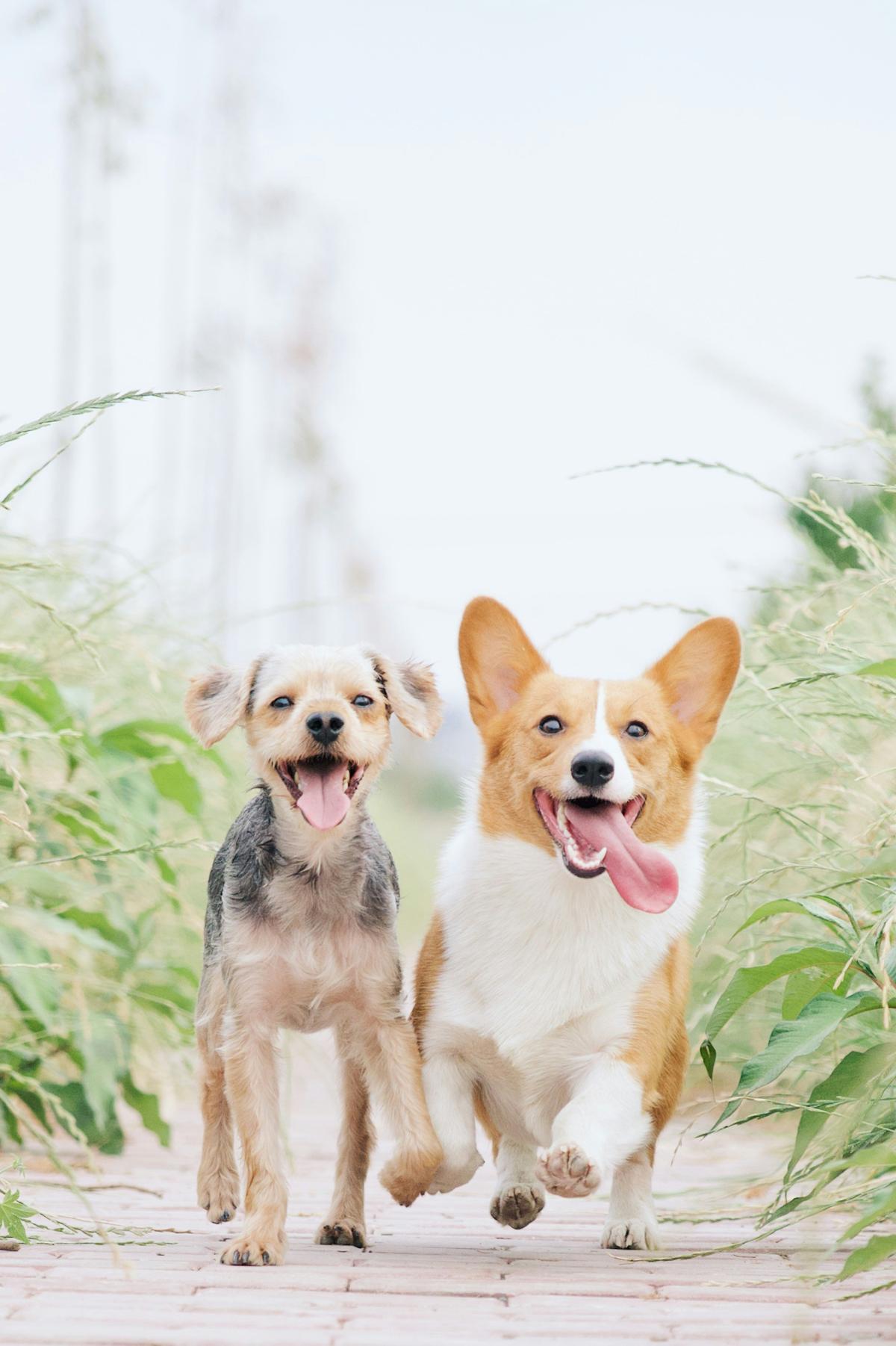 Dog walking