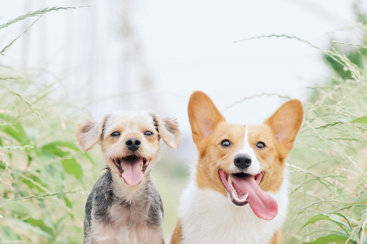 Dog walking