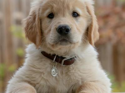 golden retriever puppy