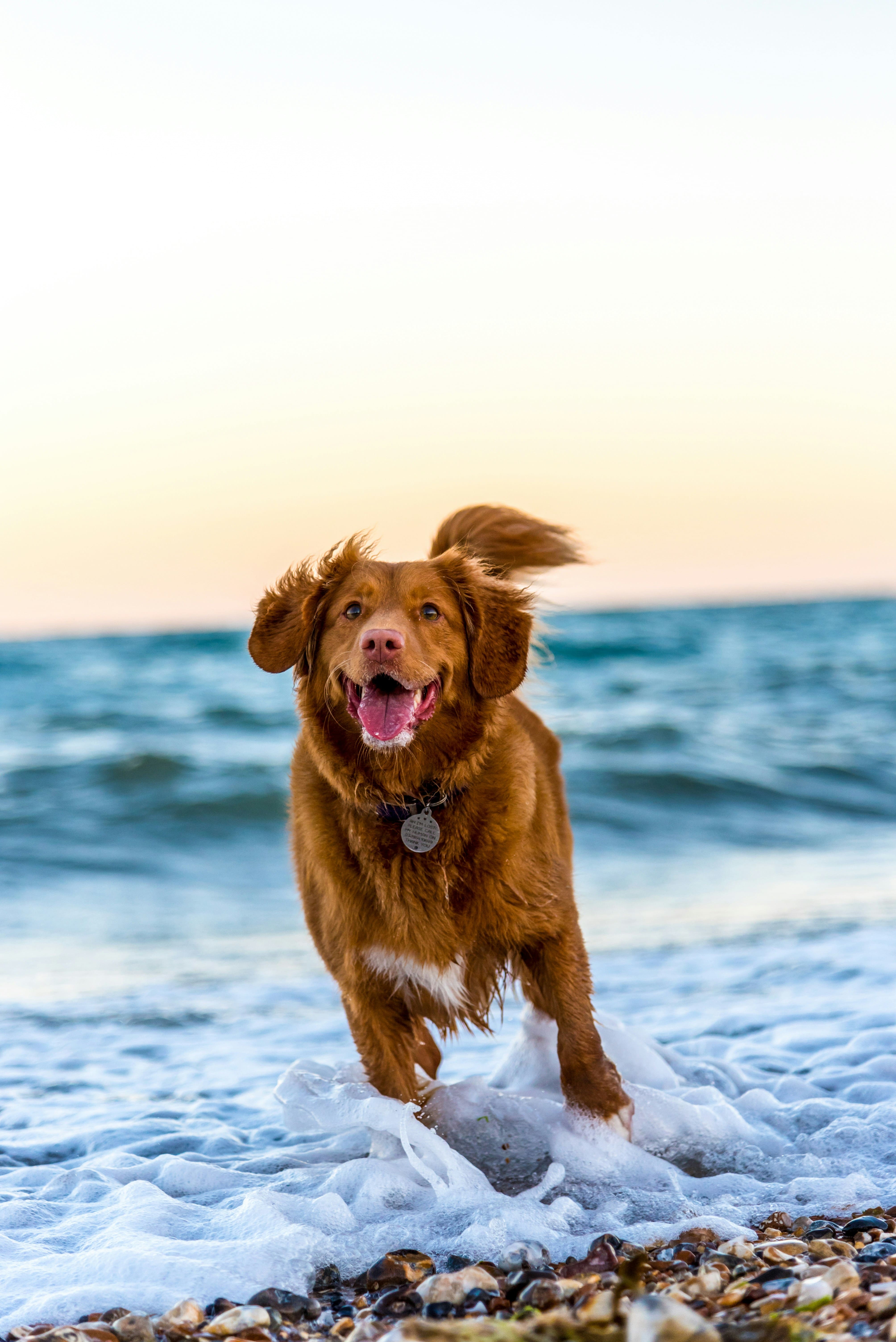 Which Dog Breeds Are Suitable for Apartment Living — and Which Need More Space?