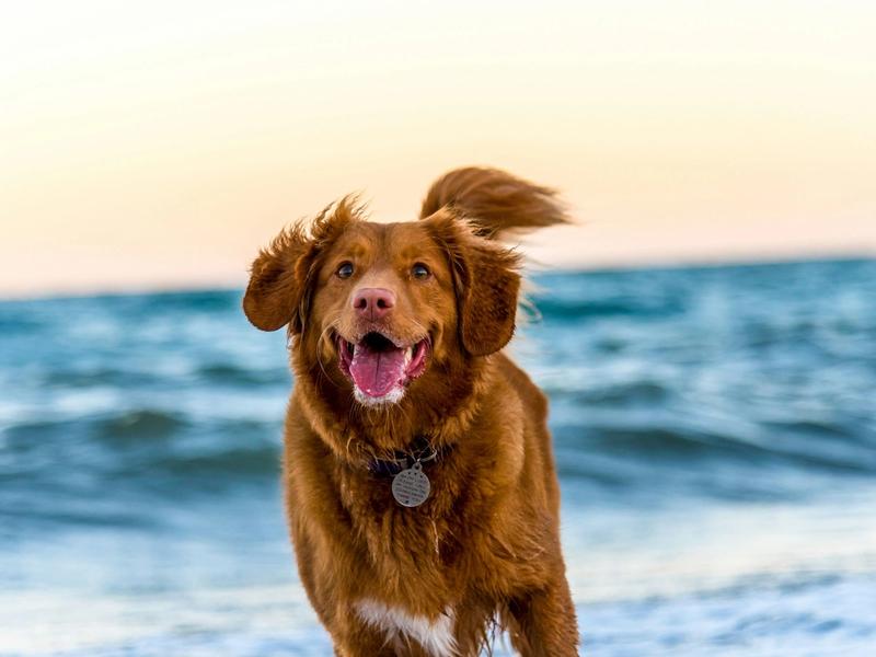 Which Dog Breeds Are Suitable for Apartment Living — and Which Need More Space?