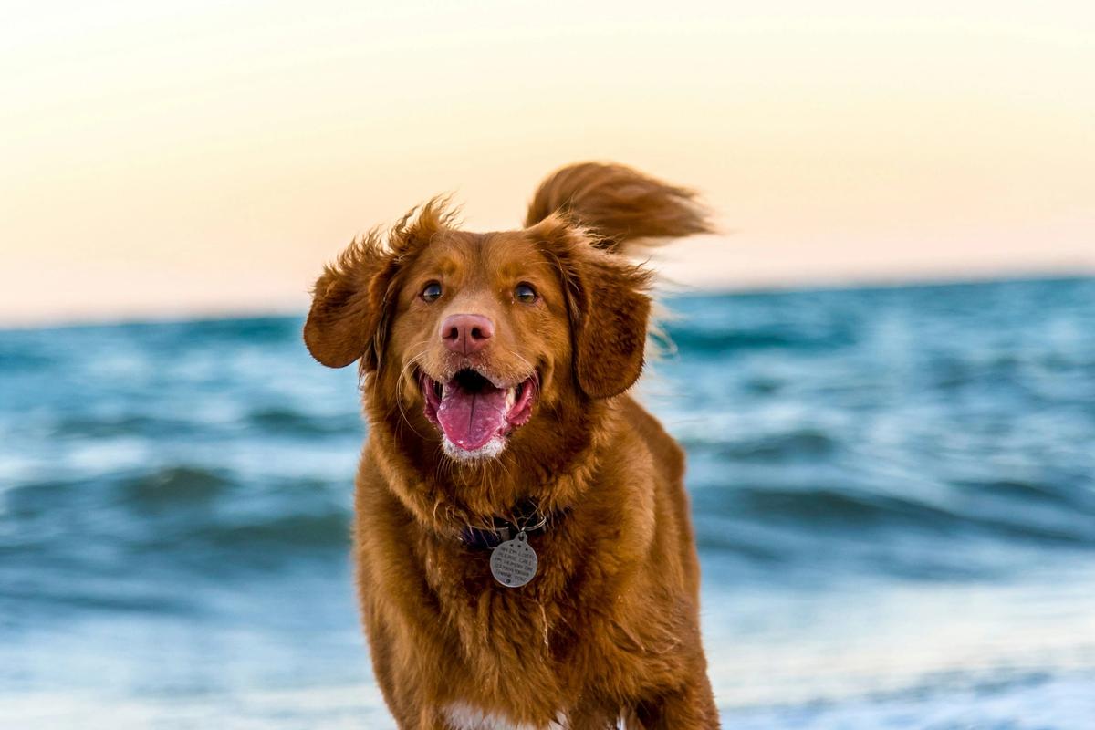 Which Dog Breeds Are Suitable for Apartment Living — and Which Need More Space?