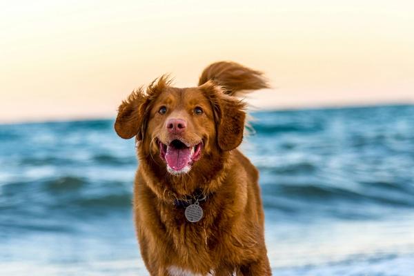 Which Dog Breeds Are Suitable for Apartment Living — and Which Need More Space?