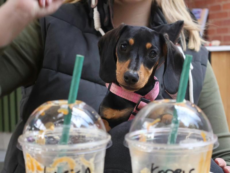 Starbucks Invented the Pup Cup in 2015. Now Coffee Chains Are Fighting Over Your Dog Walking Route