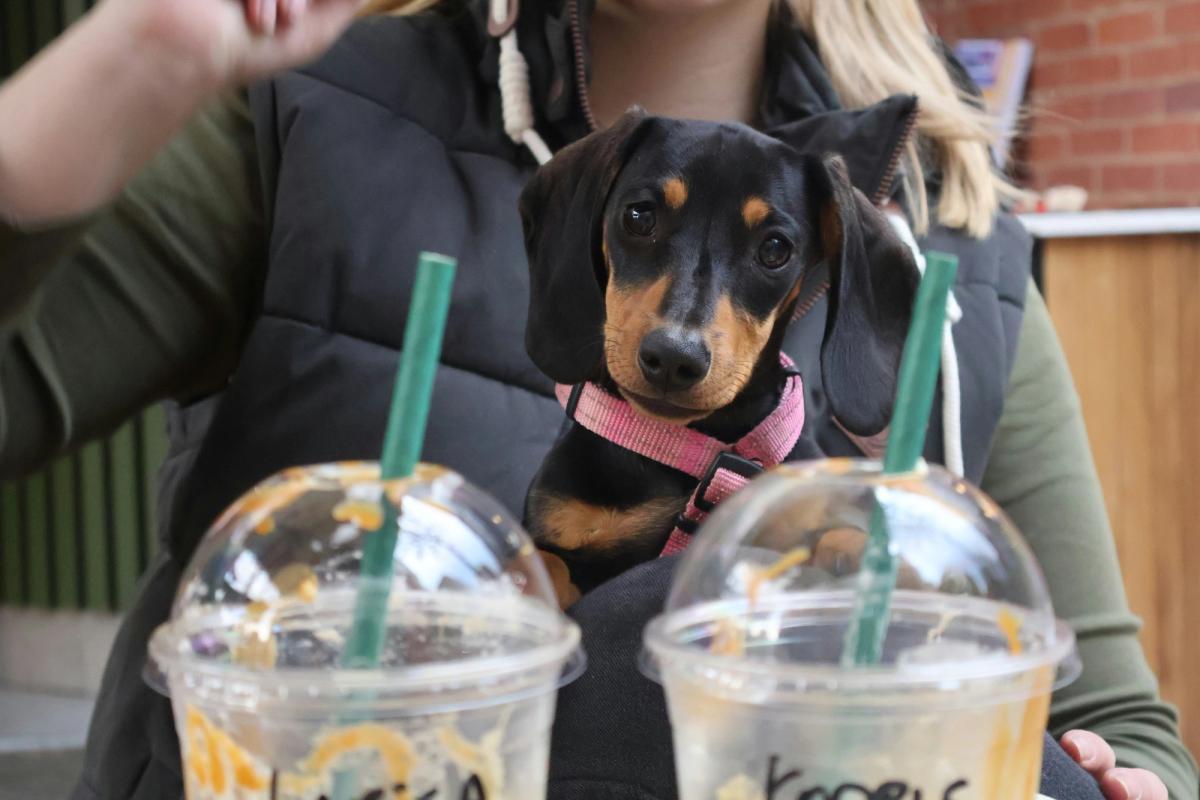 Starbucks Invented the Pup Cup in 2015. Now Coffee Chains Are Fighting Over Your Dog Walking Route