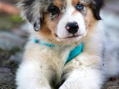 puppy