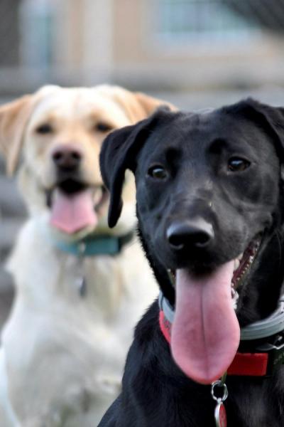 dog foster program