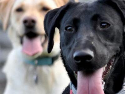 dog foster program