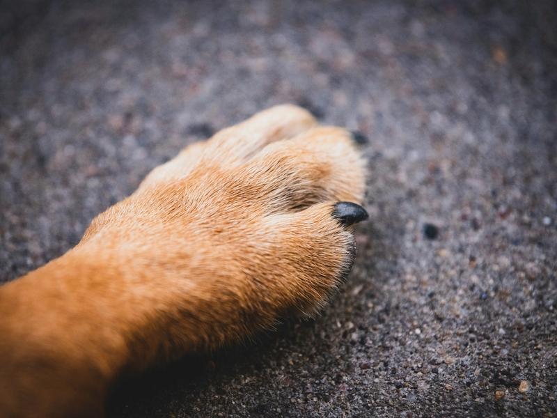 A Wolfdog Crashed the Olympics. The Athlete Thought She Was Hallucinating