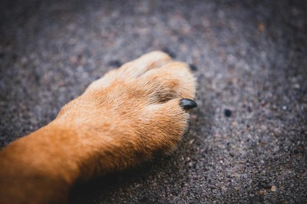 A Wolfdog Crashed the Olympics. The Athlete Thought She Was Hallucinating