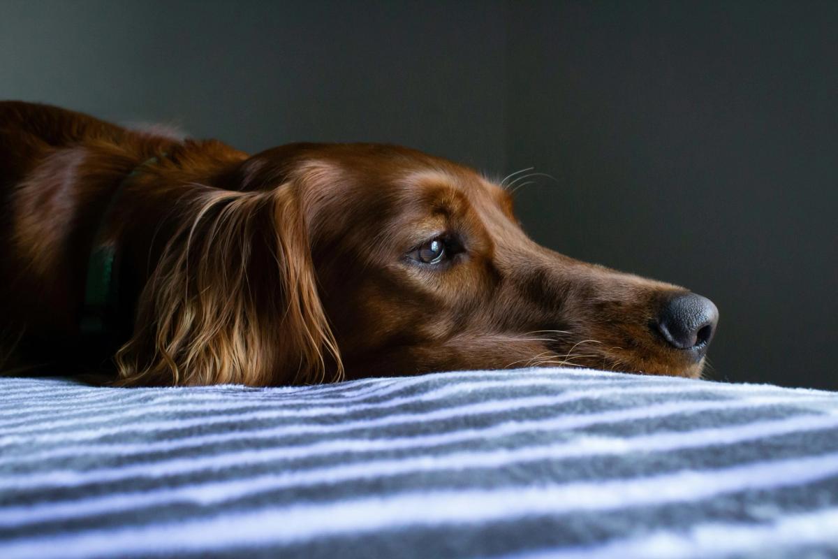 sad dog lies on the bed