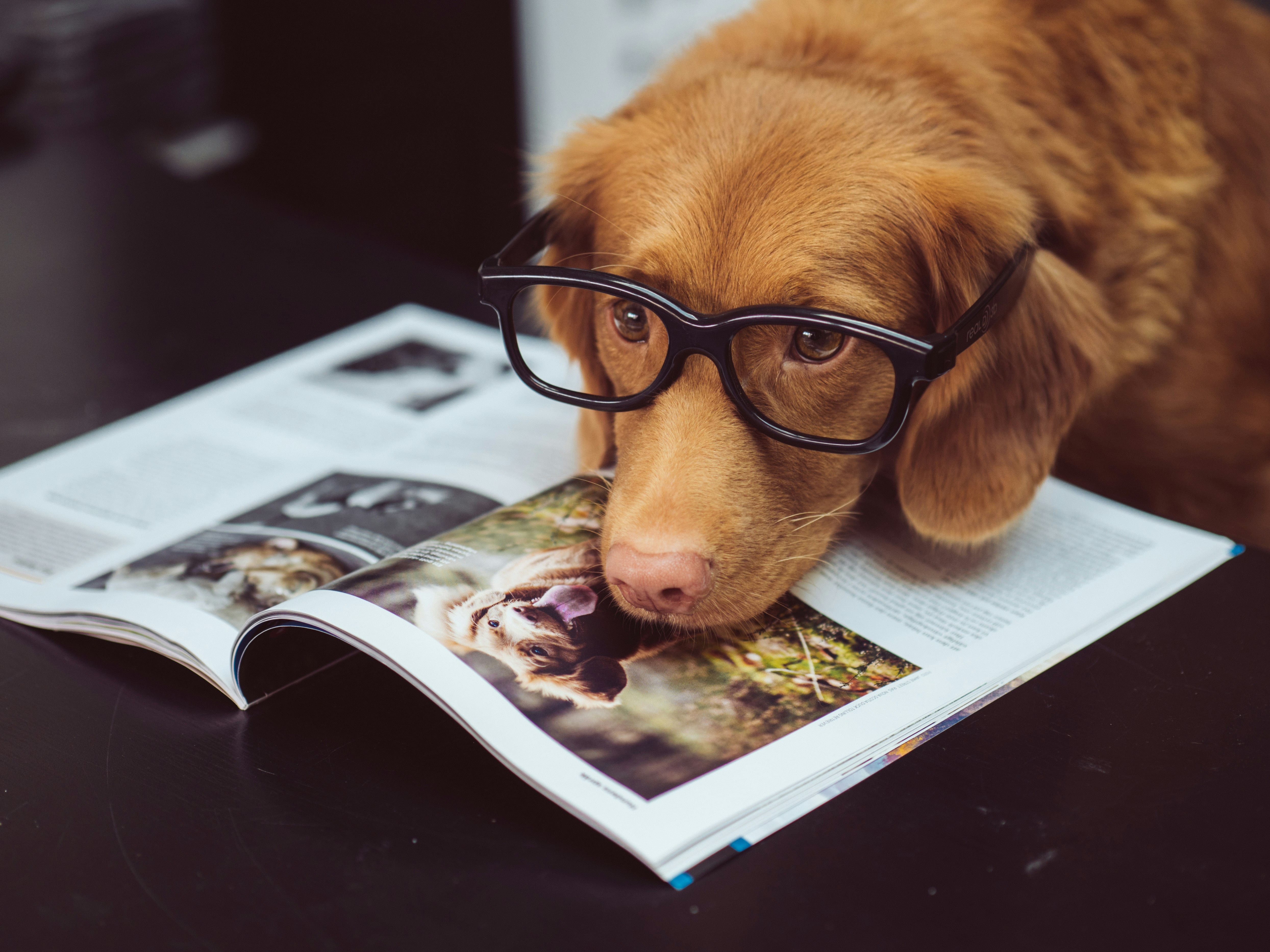 Ring's Super Bowl Ad Found Lost Dogs With AI. Privacy Experts Say That's Just The Beginning