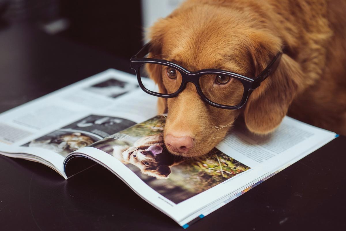 Ring's Super Bowl Ad Found Lost Dogs With AI. Privacy Experts Say That's Just The Beginning