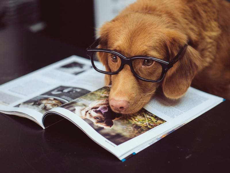 Ring's Super Bowl Ad Found Lost Dogs With AI. Privacy Experts Say That's Just The Beginning