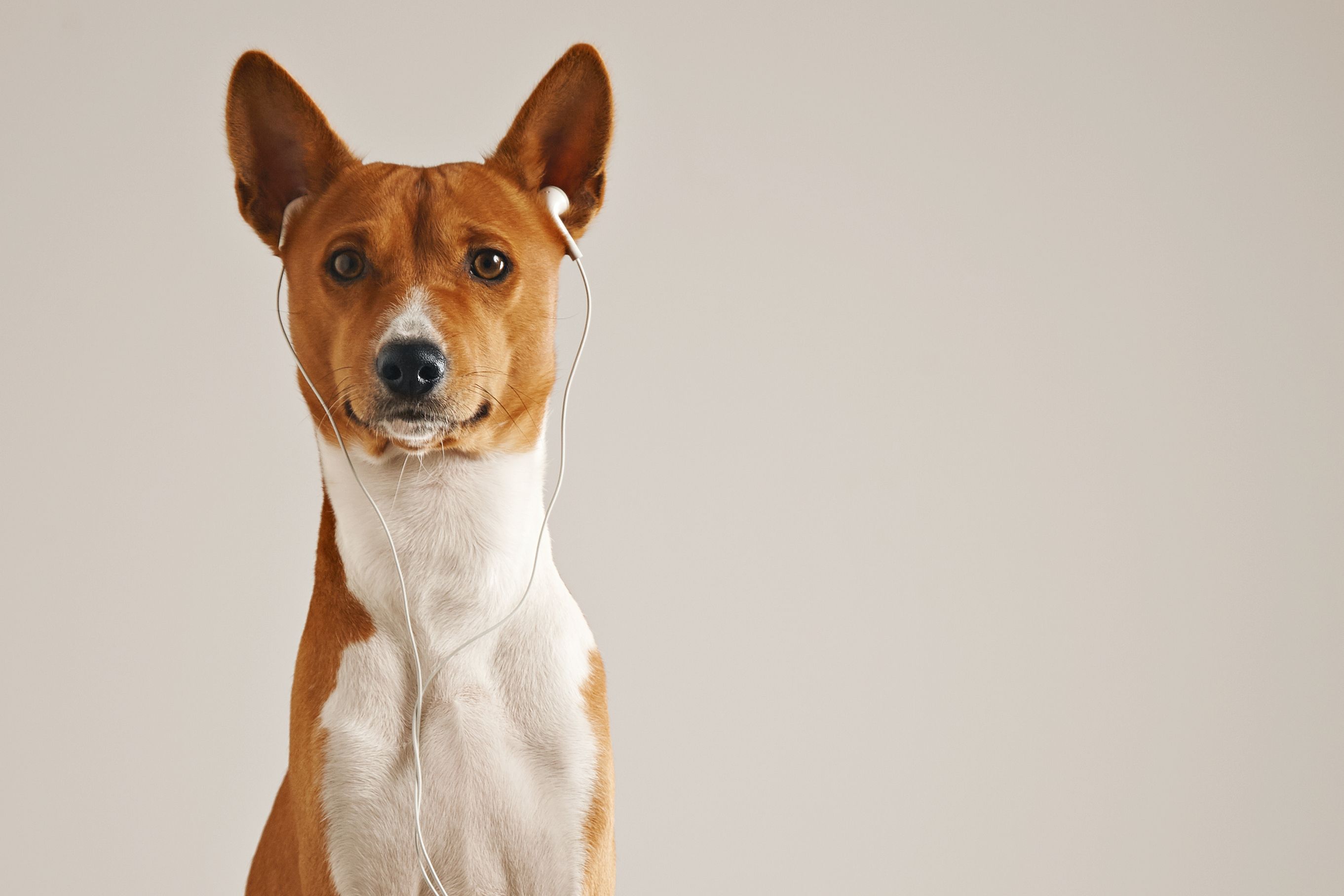 Your Dog Trainer Uses a Prong Collar. A New Study Says That Reveals Your View of Animals