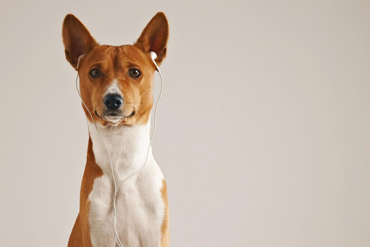 Your Dog Trainer Uses a Prong Collar. A New Study Says That Reveals Your View of Animals