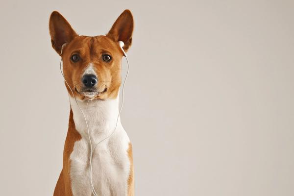 Your Dog Trainer Uses a Prong Collar. A New Study Says That Reveals Your View of Animals