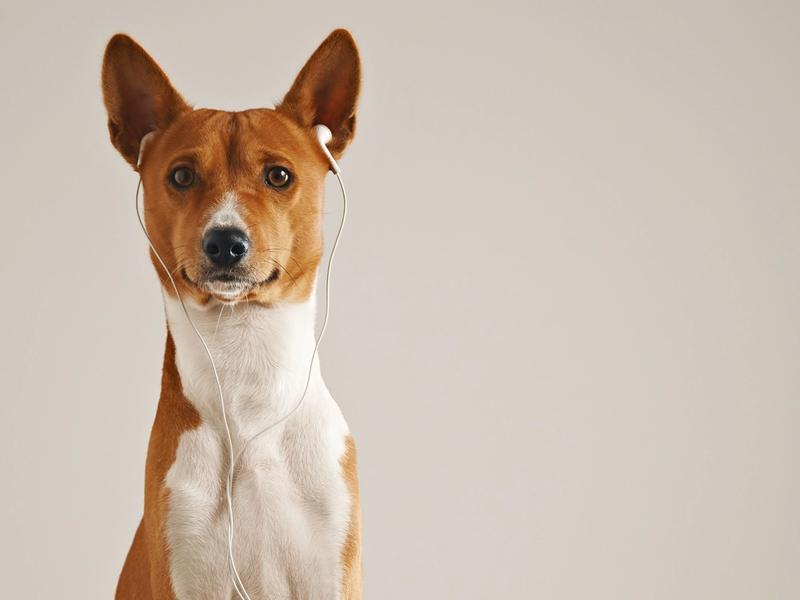 Your Dog Trainer Uses a Prong Collar. A New Study Says That Reveals Your View of Animals