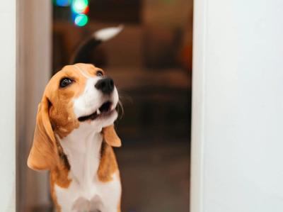 Dog Fireworks