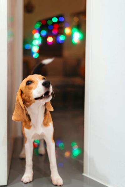 Dog Fireworks