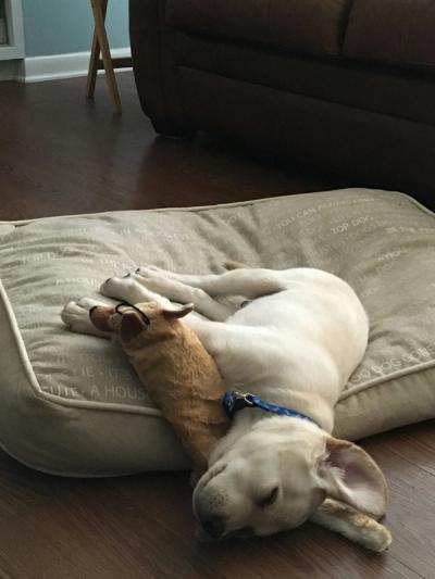 a dog rests at its pillow
