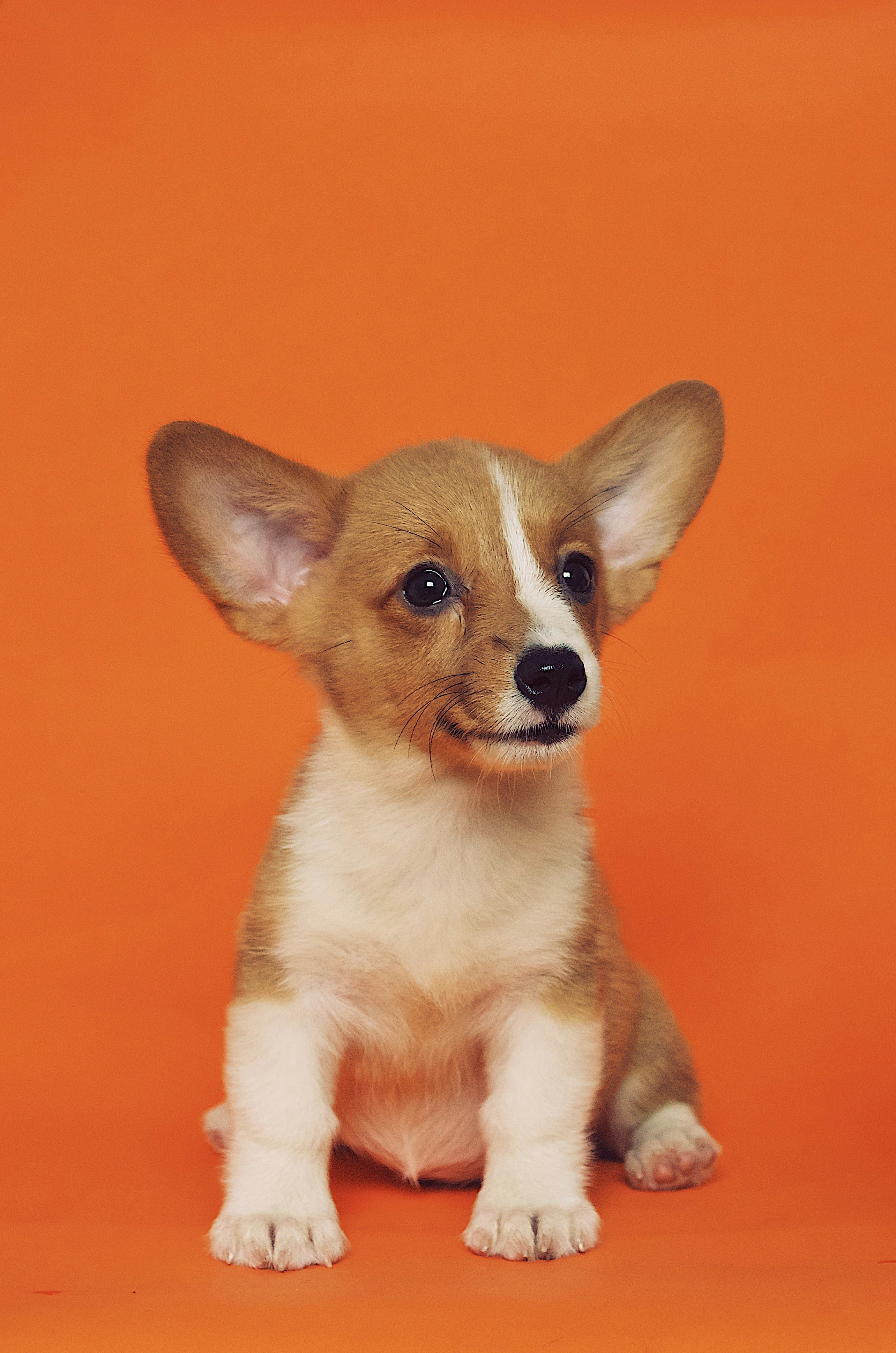cude puppy