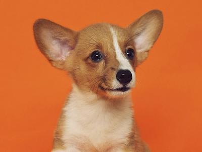 cude puppy