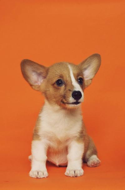 cude puppy