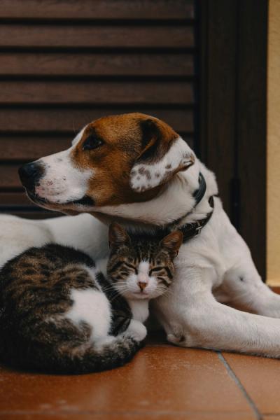 Pet Insurance