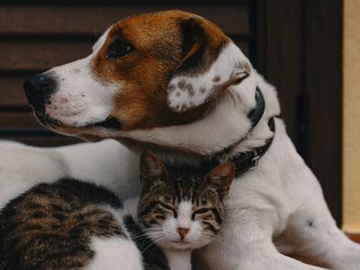 Pet Insurance