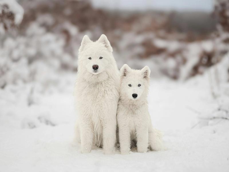 Adult Dogs Are Being Adopted More Than Puppies for the First Time. Here's What Changed