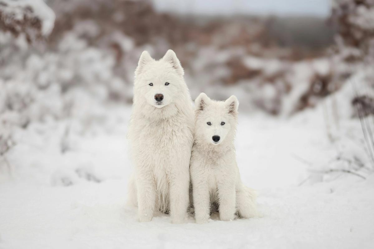 Adult Dogs Are Being Adopted More Than Puppies for the First Time. Here's What Changed