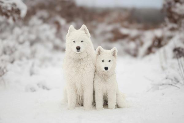 Adult Dogs Are Being Adopted More Than Puppies for the First Time. Here's What Changed