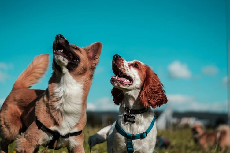 98% Accuracy. Two Dogs Are Quietly Changing How America Detects Parkinson's