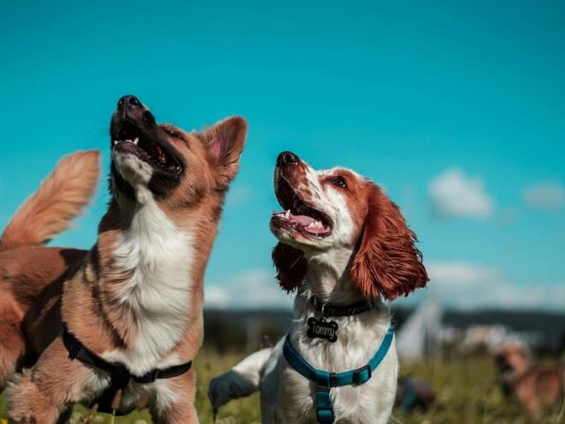 98% Accuracy. Two Dogs Are Quietly Changing How America Detects Parkinson's