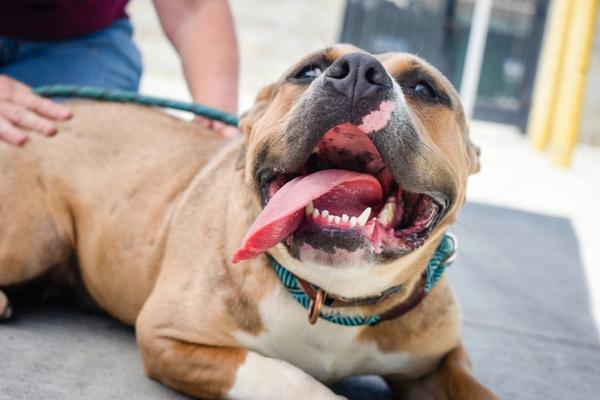 Chronic Kidney Disease Affects 1 in 4 Senior Dogs. New Vitamin D Treatment Shows Promise