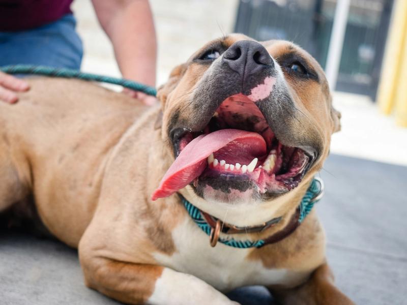 Chronic Kidney Disease Affects 1 in 4 Senior Dogs. New Vitamin D Treatment Shows Promise