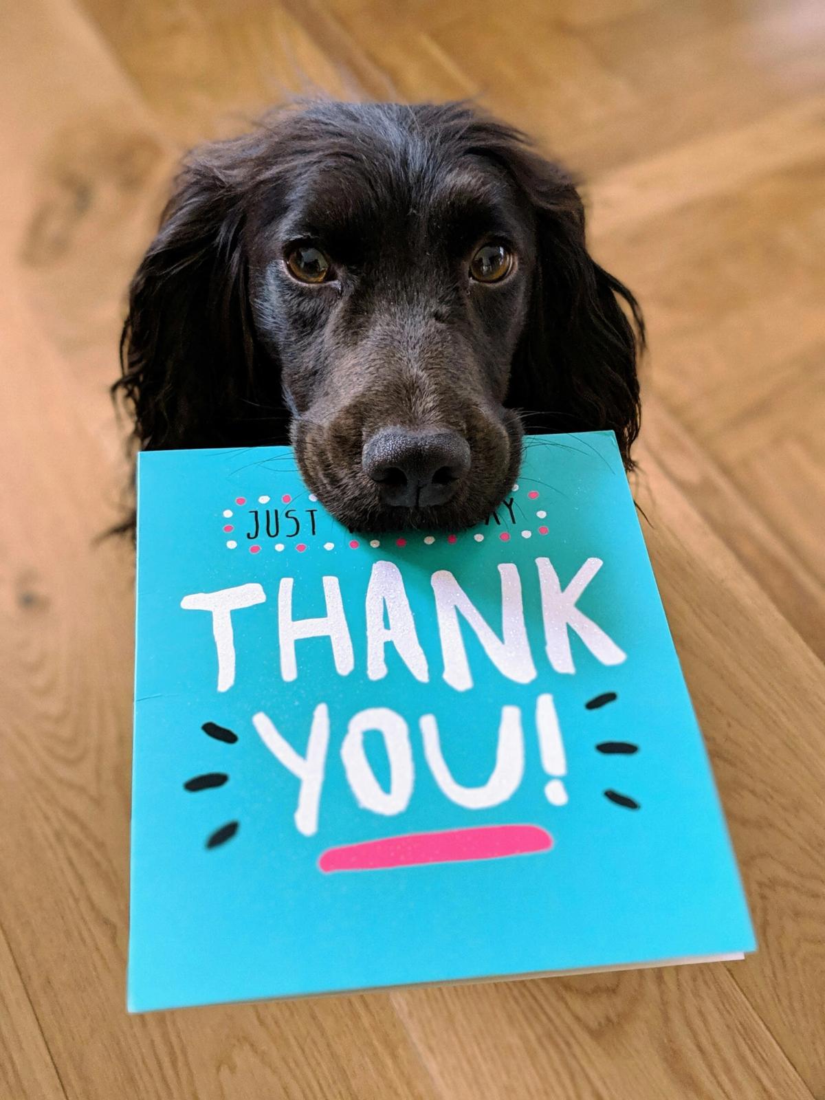 a black dog holing the "thank you" note