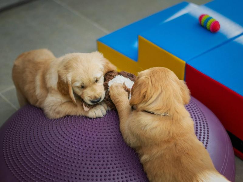 Dog Daycare Just Hit $5 Billion. Gen Z Owners Demand Real-Time Video Feeds