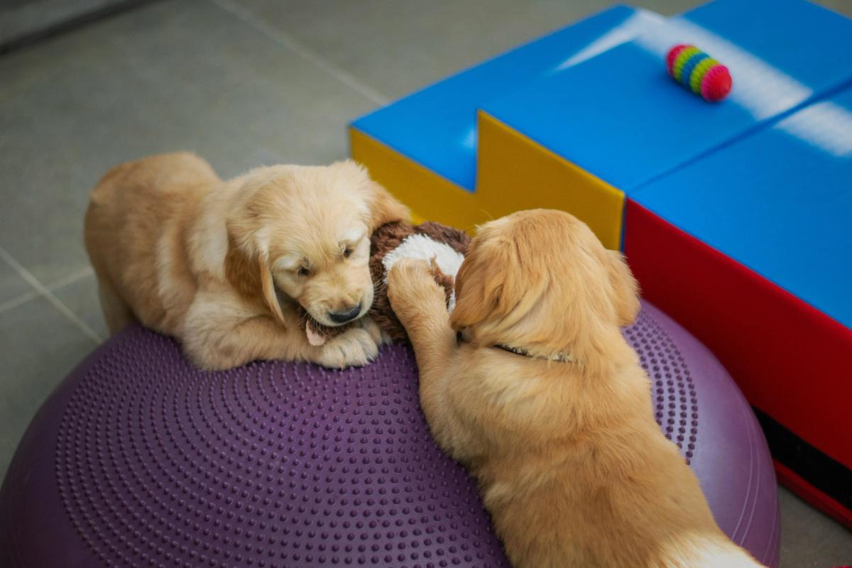 Dog Daycare Just Hit $5 Billion. Gen Z Owners Demand Real-Time Video Feeds