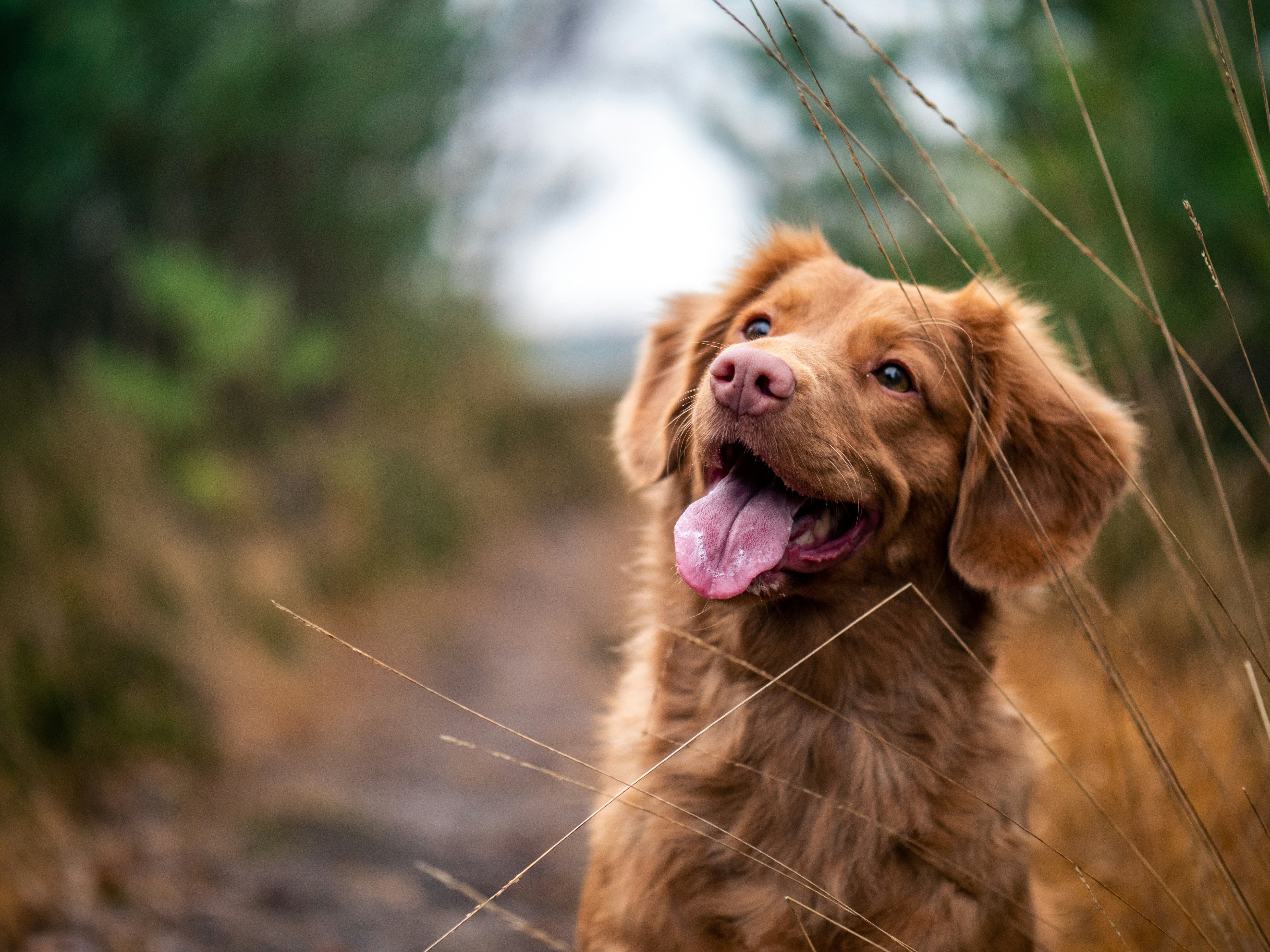 46 Dogs, Two Diets, One Uncomfortable Result for Kibble