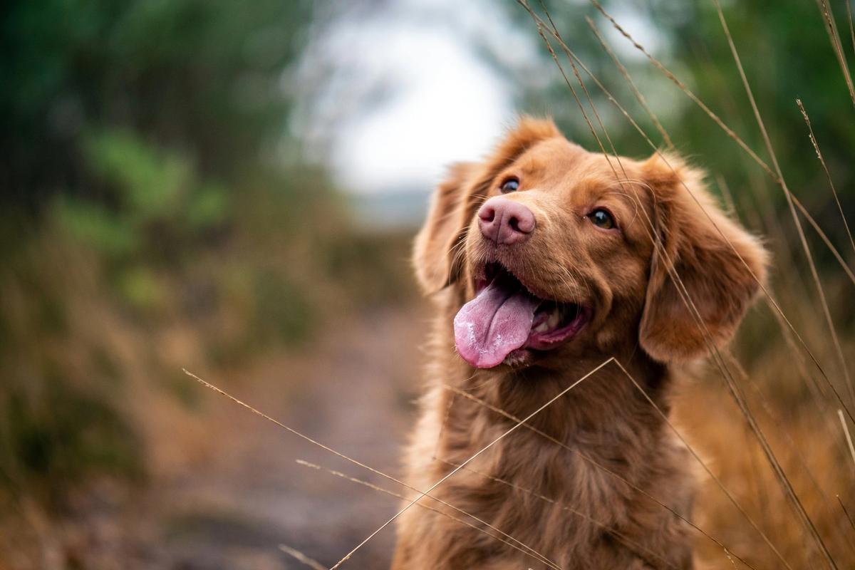 46 Dogs, Two Diets, One Uncomfortable Result for Kibble